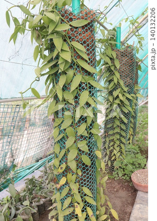 Vanilla orchid on farm for harvest Vanilla orchid on farm for harvest 140132206