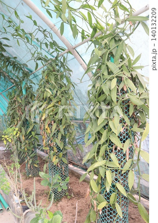 Vanilla orchid on farm for harvest Vanilla orchid on farm for harvest 140132209