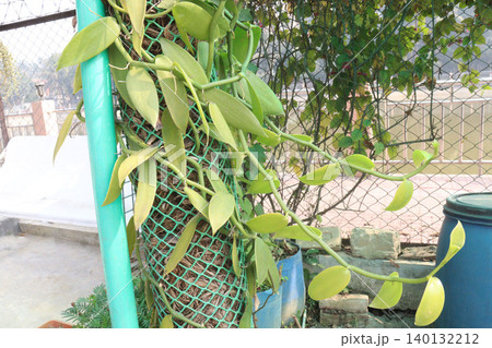 Vanilla orchid on farm for harvest Vanilla orchid on farm for harvest 140132212