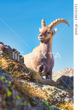 Ibex in the mountains 140132251