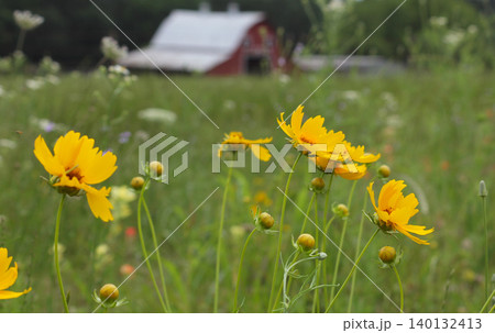Close up of Wildflowers With Red Barn in Background. Rural East Texas Close up of Wildflowers With Red Barn in Background. Rural East Texas 140132413
