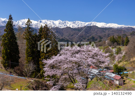 長野県上水内郡小川村小根山 立屋番所の桜山の桜と冠雪した北アルプス 長野県上水内郡小川村小根山 立屋番所の桜山の桜と冠雪した北アルプス 140132490