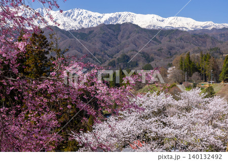 長野県上水内郡小川村小根山 ベニシダレサクラなどが咲く立屋番所の桜山の桜と冠雪した北アルプス 長野県上水内郡小川村小根山 ベニシダレサクラなどが咲く立屋番所の桜山の桜と冠雪した北アルプス 140132492