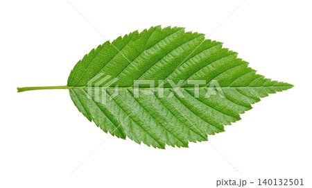 Beautiful vibrant green leaf showing delicate detailed veins serrated edges isolated against pure white background representing natural organic botany growth environment ecology season Beautiful vibrant green leaf showing delicate detailed veins serrated edges isolated against pure white background representing natural organic botany growth environment ecology season 140132501