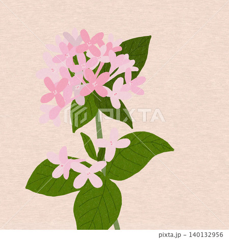 手描きの花のイラスト　ブバリア 140132956