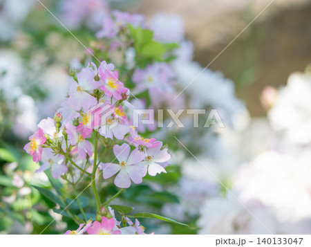 コバノランタナの花 コバノランタナの花 140133047