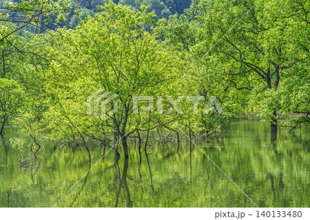 新緑の白川湖と水没林 山形県飯豊町 新緑の白川湖と水没林 山形県飯豊町 140133480