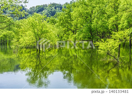 新緑の白川湖と水没林 山形県飯豊町 新緑の白川湖と水没林 山形県飯豊町 140133481