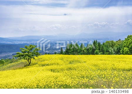 初夏に咲く菜の花 三ノ倉高原(スキー場)の花畑 福島県喜多方市 初夏に咲く菜の花 三ノ倉高原(スキー場)の花畑 福島県喜多方市 140133498