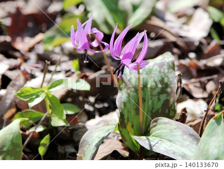 紫色のカタクリの花 140133670