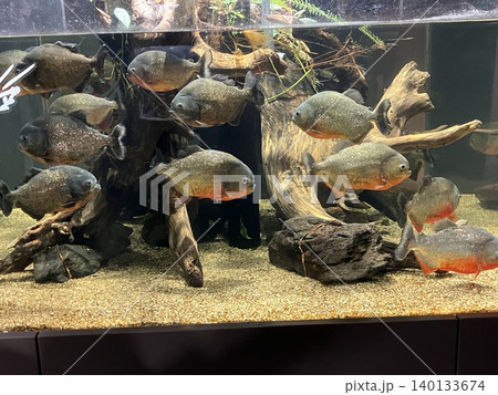 水槽の中を泳ぐ魚たち 140133674