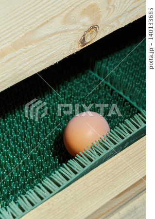 A fresh farm egg on an egg collection line in a modern poultry house. 140133685