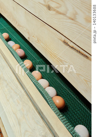 Many fresh farm eggs on the egg collection line in a modern chicken coop. 140133688
