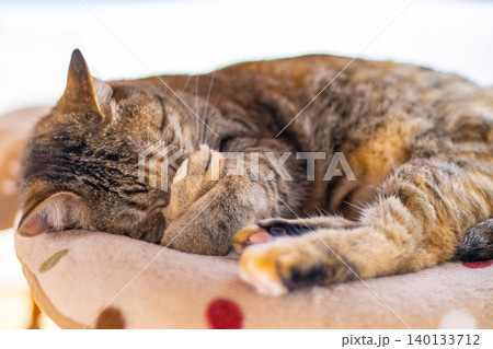 顔を隠して眠る猫 140133712