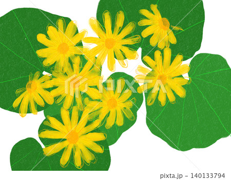 手描きの花のイラスト ツワブキ 手描きの花のイラスト ツワブキ 140133794