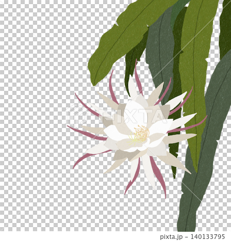 手繪花卉插圖：曇花 140133795
