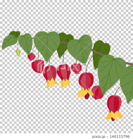 手描きの花のイラスト アブチロン 手描きの花のイラスト アブチロン 140133796