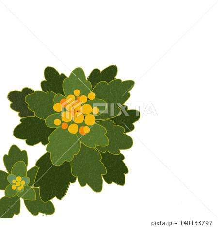 手描きの花のイラスト　イソギク 140133797