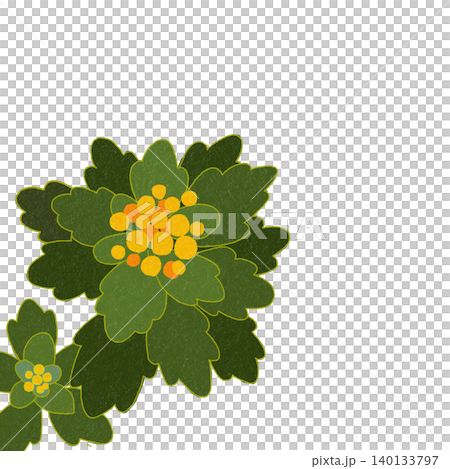 手描きの花のイラスト　イソギク 140133797