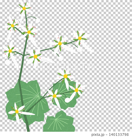手繪花卉插圖：虎耳草 140133798
