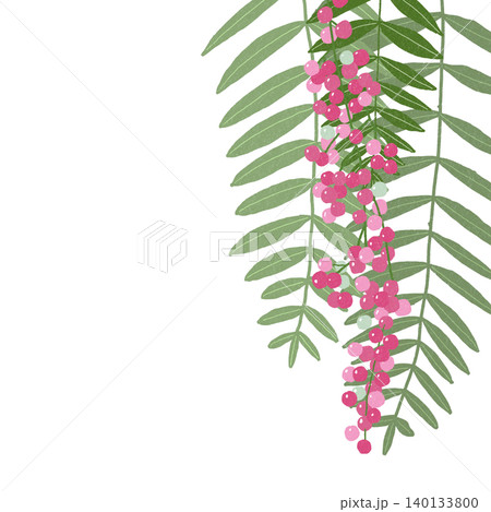 手描きの花のイラスト ペッパーベリー 手描きの花のイラスト ペッパーベリー 140133800