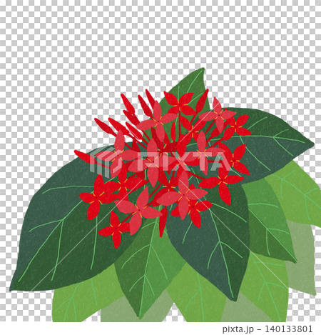 手描きの花のイラスト サンタンカ 手描きの花のイラスト サンタンカ 140133801