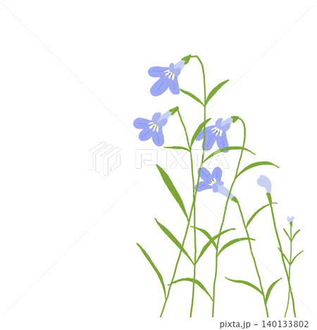 手描きの花のイラスト ロベリア 手描きの花のイラスト ロベリア 140133802