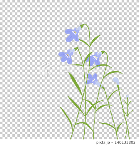 手描きの花のイラスト ロベリア 手描きの花のイラスト ロベリア 140133802