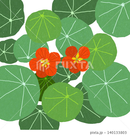 手描きの花のイラスト キンレンカ 手描きの花のイラスト キンレンカ 140133803