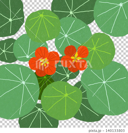手描きの花のイラスト キンレンカ 手描きの花のイラスト キンレンカ 140133803