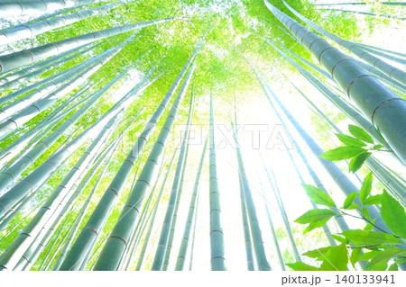 竹林の風景 - 天に向かって無数の竹がそびえる竹林の風景 竹林の風景 - 天に向かって無数の竹がそびえる竹林の風景 140133941