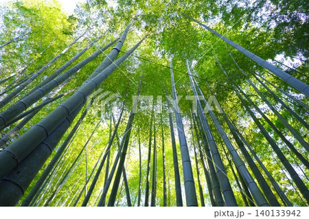 竹林の風景 - 天に向かって無数の竹がそびえる竹林の風景 竹林の風景 - 天に向かって無数の竹がそびえる竹林の風景 140133942