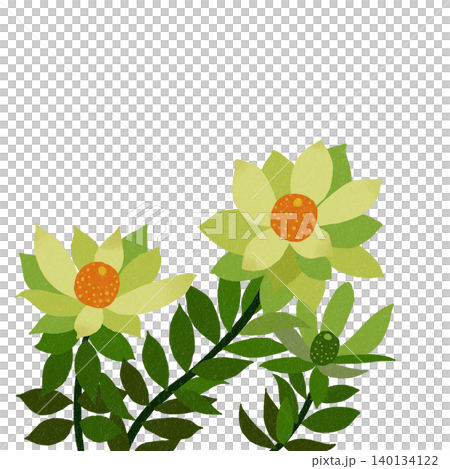 手描きの花のイラスト　リューカデンドロン 140134122