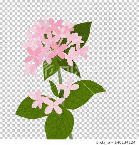 手描きの花のイラスト　ブバリア 140134124