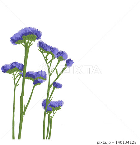 手描きの花のイラスト　スターチス 140134128