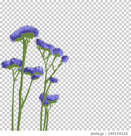 手描きの花のイラスト　スターチス 140134128