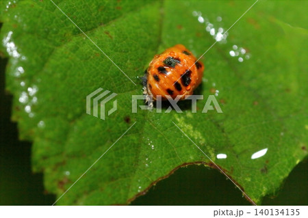 植物の葉にとまるテントウムシの蛹 植物の葉にとまるテントウムシの蛹 140134135