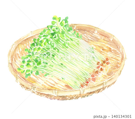籠に盛られた豆苗の水彩イラスト 籠に盛られた豆苗の水彩イラスト 140134301