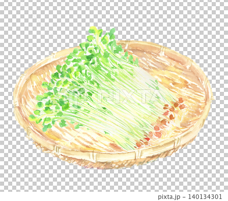 籠に盛られた豆苗の水彩イラスト 籠に盛られた豆苗の水彩イラスト 140134301