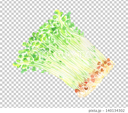 豌豆苗的水彩插圖 豌豆苗的水彩插圖 140134302