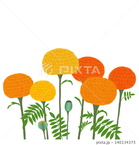 手描きの花のイラスト マリーゴールド 手描きの花のイラスト マリーゴールド 140134373