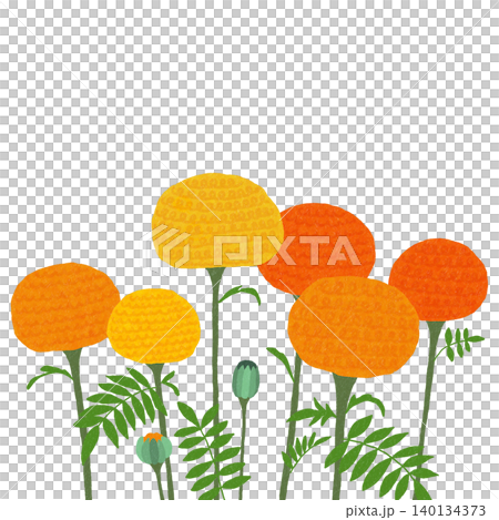 手繪花卉插圖:萬壽菊 手繪花卉插圖:萬壽菊 140134373