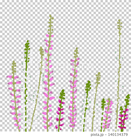 手描きの花のイラスト　カルーナ 140134379