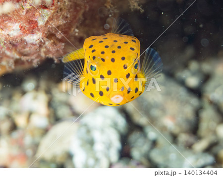 可愛いミナミハコフグ幼魚。ヒリゾ浜南伊豆町中木 静岡県伊豆半島-2025 日本有数のシュノーケリング 可愛いミナミハコフグ幼魚。ヒリゾ浜南伊豆町中木 静岡県伊豆半島-2025 日本有数のシュノーケリング 140134404