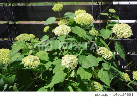 ライムグリーンから白に変化する紫陽花アナベル ライムグリーンから白に変化する紫陽花アナベル 140134681