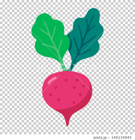 Beetroot vegetable in flat vector style for food illustration and packaging Beetroot vegetable in flat vector style for food illustration and packaging 140134945