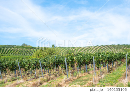 Much trees and vineyard in Germany in summer harvest. Large bunches of red wine grapes in sunny weather. Nature background. Much trees and vineyard in Germany in summer harvest. Large bunches of red wine grapes in sunny weather. Nature background. 140135106