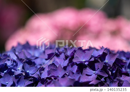 初夏に咲く紫陽花の花と美しいボケ背景 140135235