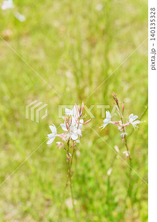 ガウラの花 ガウラの花 140135328