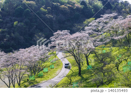 大畑梅園の桜 大畑梅園の桜 140135493